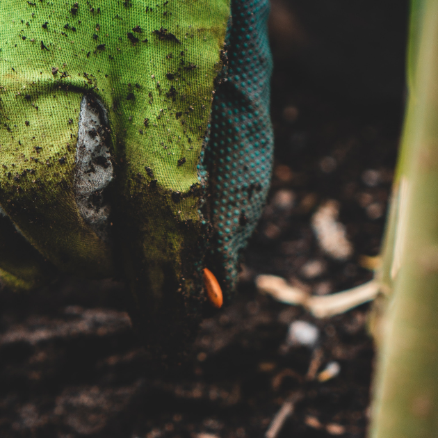 7 Reasons Why Every Gardener Should Consider Growing Heirloom Seeds