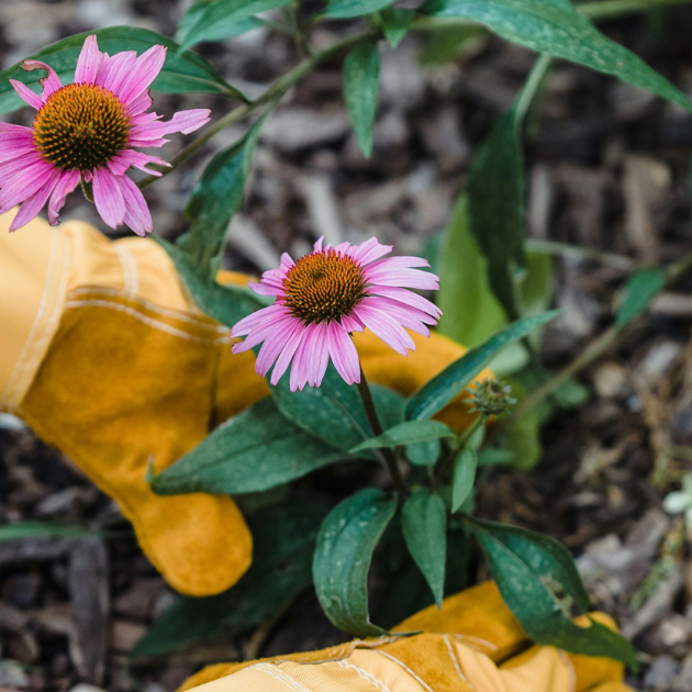 Grow Your Own Flowers – The Beginning Florist's Starter Kit