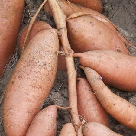 CSPI Rates Sweet Potato As Most Nutritional Vegetable By Far