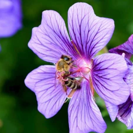 Xerces Society’s Recommendations For Establishing Pollinator Habitats