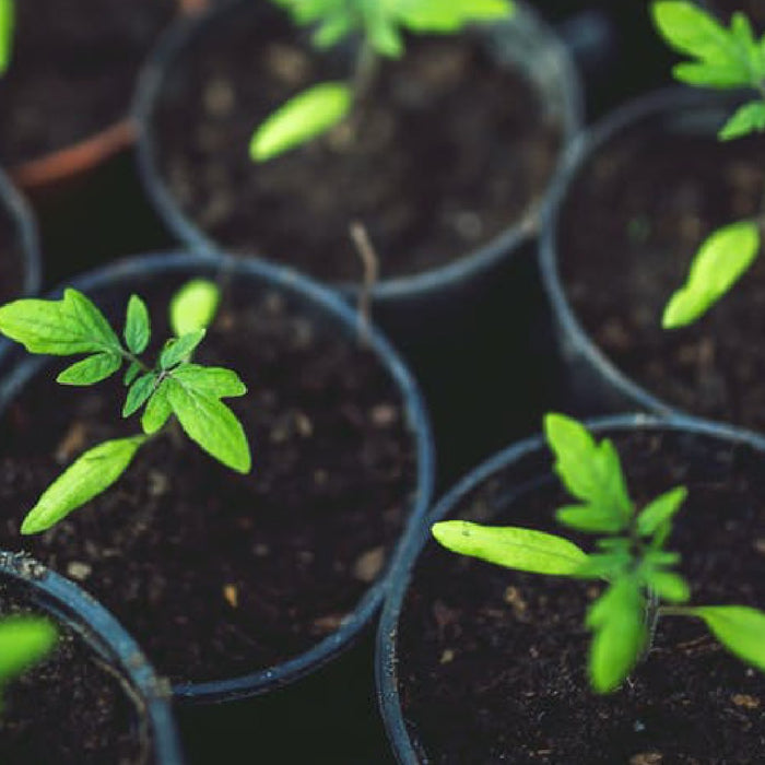 Direct Sow Or Start Seeds Indoors? The Difference Between Indoor And Outdoor Seeds