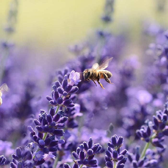 Save the Bees by planting these 8 Flowers in Your Pollinator Garden