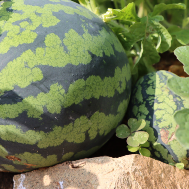 How To Grow The Sweetest Watermelon From Seed (3 Delicious Varieties)