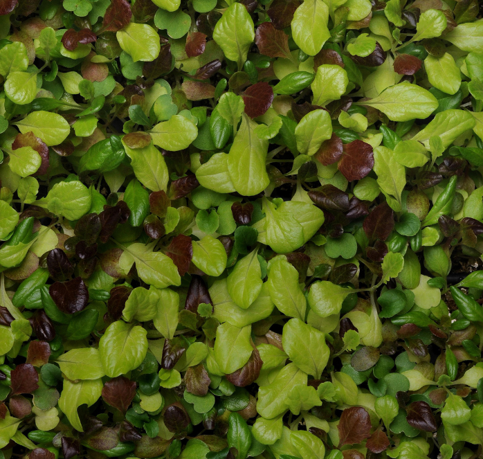 Bulk: Alfresco Mesclun Blend Lettuce Seeds