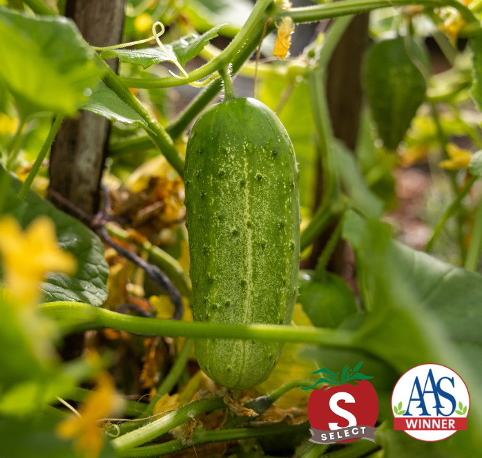 Pick-A-Bushel Hybrid Cucumber Seeds