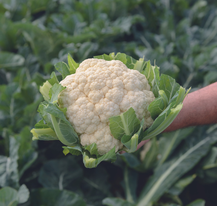 Bulk: Amazing Cauliflower Seeds