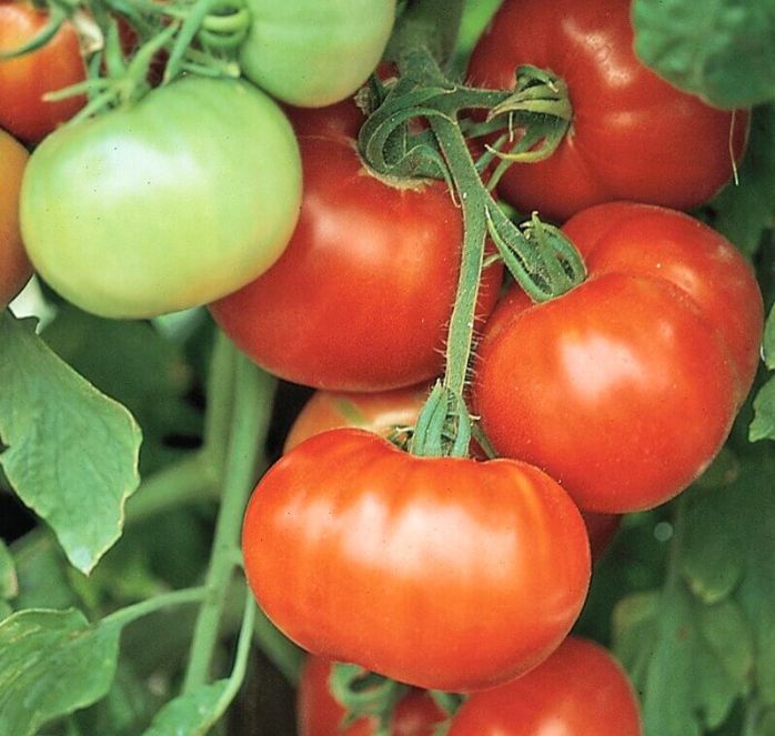 Bulk: Super Fantastic Hybrid Tomato Seeds