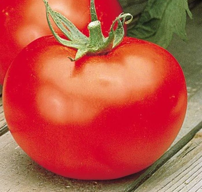 Bulk: Better Boy Hybrid Tomato Seeds