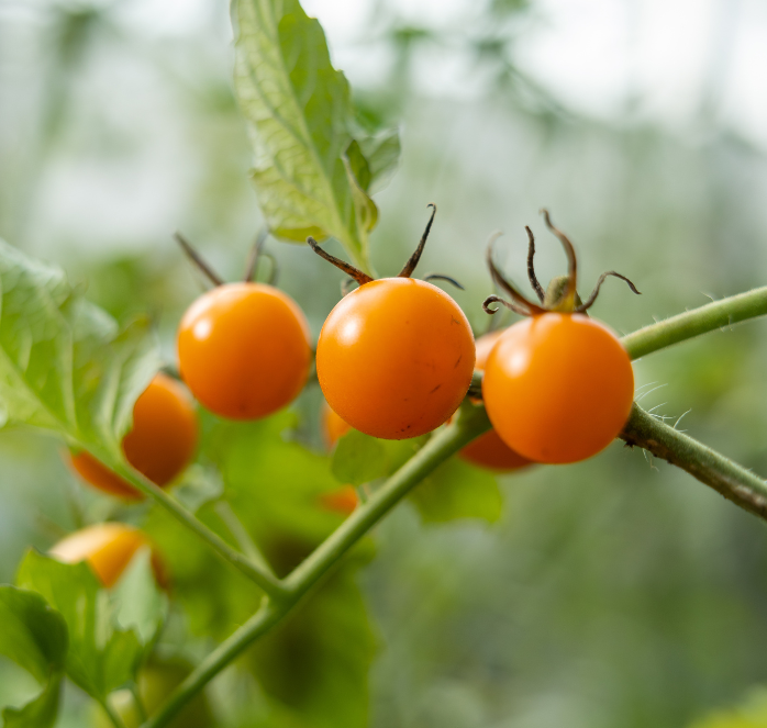 Bulk: Sun Gold Hybrid Tomato Seeds