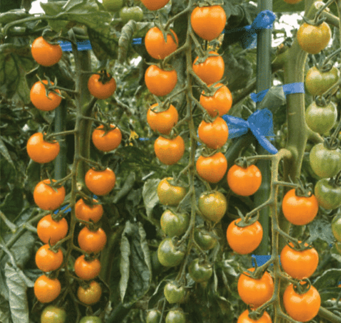 Bulk: Sun Gold Hybrid Tomato Seeds
