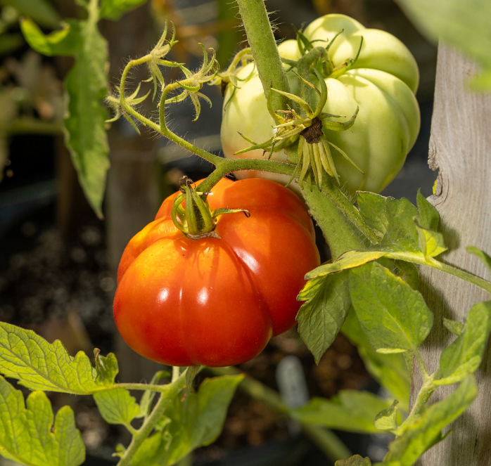 Giant Garden Paste Hybrid Tomato Seeds