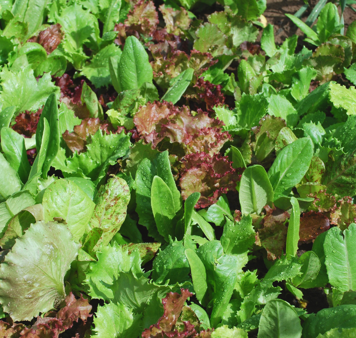 Bulk: Heirloom Cutting Mixture Lettuce Seeds