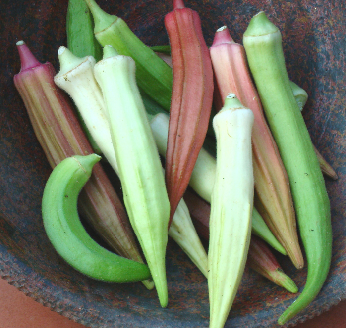 Bulk: Rainbow Fiesta Blend Okra Seeds