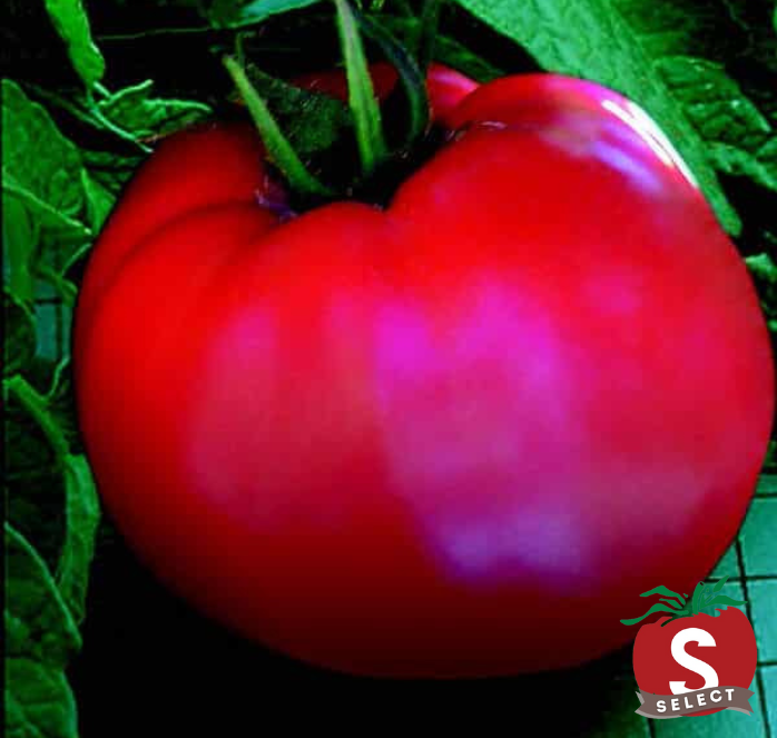 Bulk: Goliath Original Hybrid Tomato Seeds