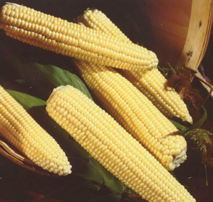 Northern Xtra-Sweet Corn Seeds