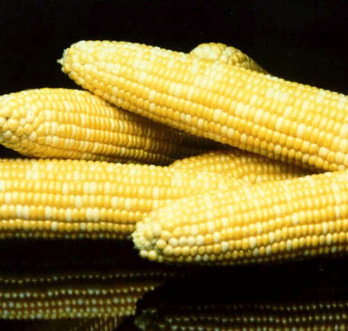 Bulk: Honey 'N Pearl™ Corn Seeds