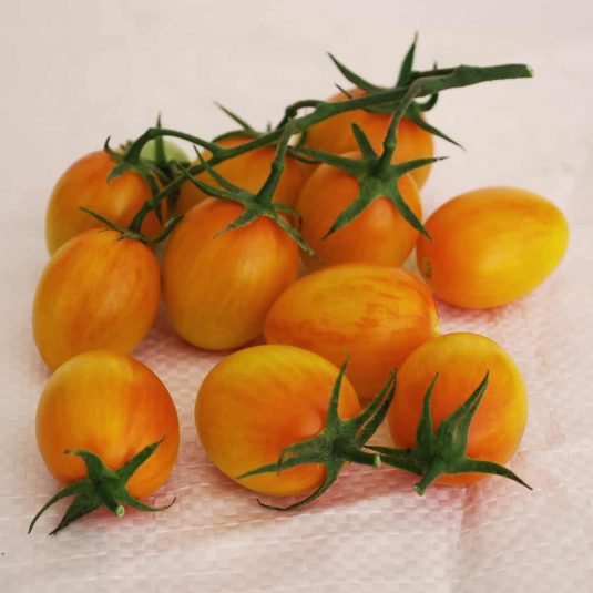Bulk: Sunset Torch Hybrid Tomato Seeds