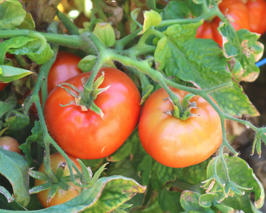 Patio Hybrid Tomato Seeds