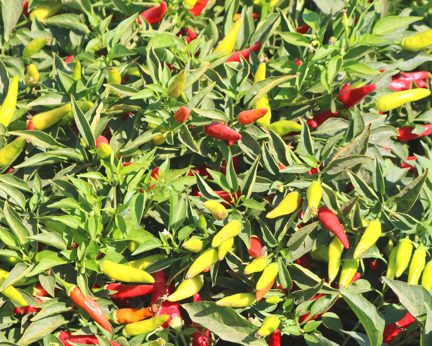 Super Chili Hybrid Hot Pepper Seeds