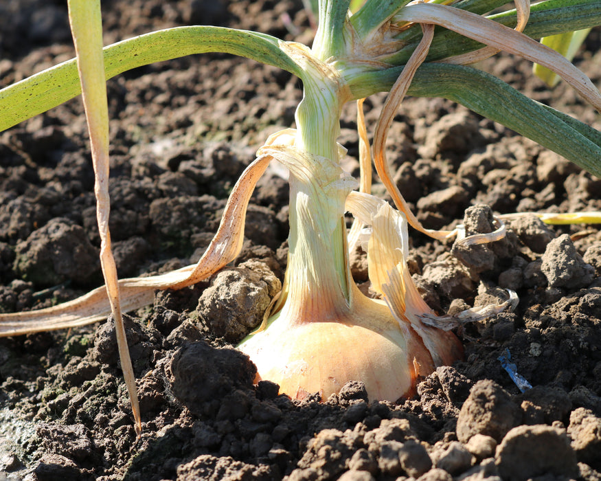 Candy Hybrid Onion Plants - Ships Separately at Later Date