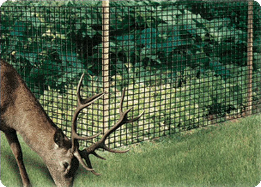 Anti Deer Fencing