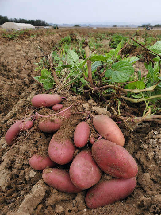 Bulk: Clancy Hybrid Potato Seeds