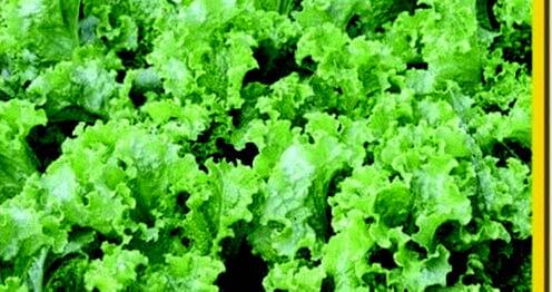 Bulk: Green Salad Bowl Lettuce Seeds
