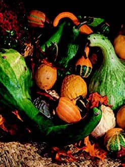 Large and Small Ornamental Mix Gourd Seeds
