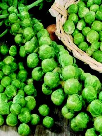 Long Island Improved Brussels Sprout Seeds