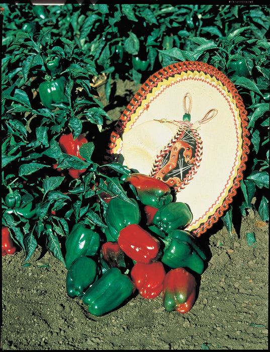 Mexibell Hybrid Pepper Seeds