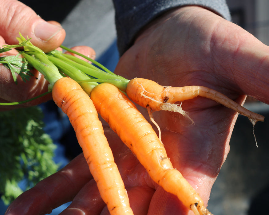 Envy Hybrid Carrot Seeds