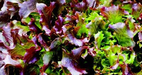 Red Salad Bowl Lettuce Seeds