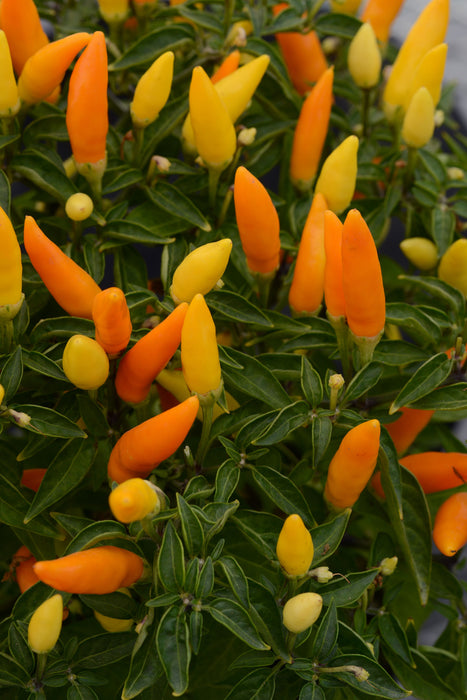 Sedona Sun Ornamental Pepper Seeds