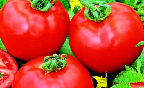 Container's™ Choice Red Hybrid Tomato Seeds
