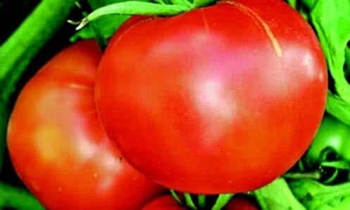 Buckbee's™ Abraham Lincoln Tomato Seeds