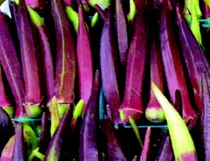 Bulk: Burgundy Okra Seeds