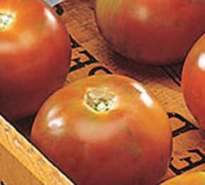 Burpee's Long-Keeper Tomato Seeds