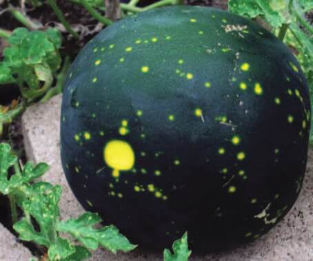 Bulk: Moon & Stars Watermelon Seeds
