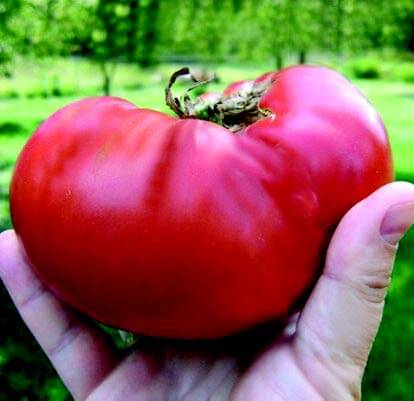Mrs. Maxwell's Big Italian Heirloom Tomato Seeds