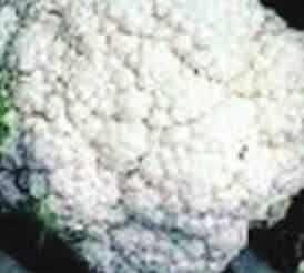 Snowball Self-Blanching Cauliflower Seeds