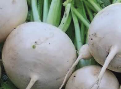 Bulk: Shogoin Turnip Seeds