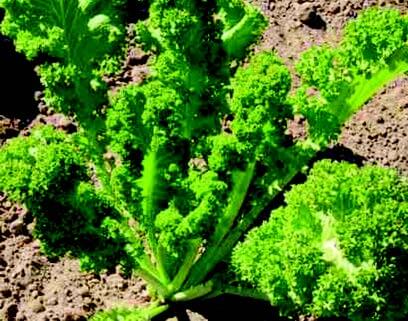 Bulk: Southern Giant Curled Mustard Greens Seeds