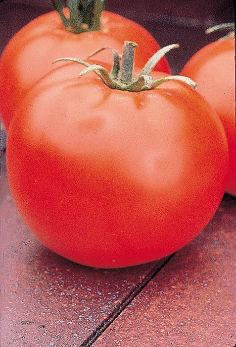 Bulk: Celebrity Hybrid Tomato Seeds
