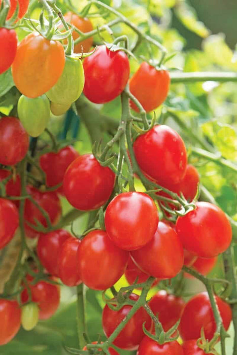 Bulk: Fantastico Hybrid Tomato Seeds