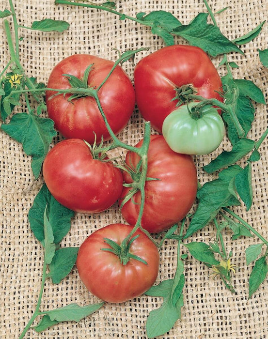 Italian Tree or Climbing Trip-L-Crop Tomato Seeds