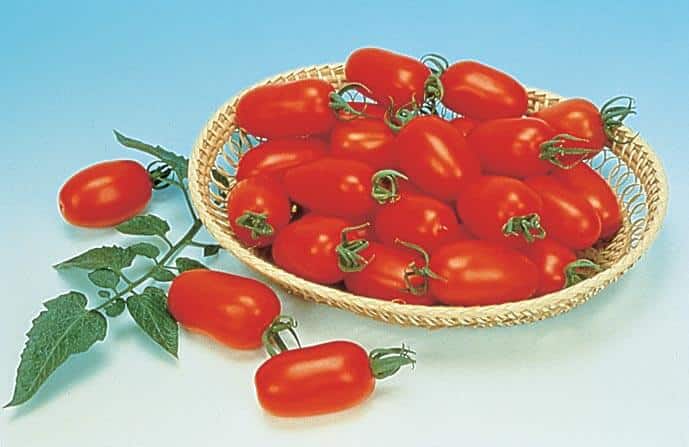 Juliet Hybrid Tomato Seeds