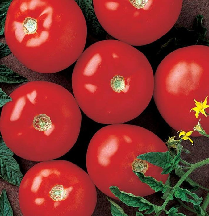 Bulk: Mountain Fresh Plus Hybrid Tomato Seeds