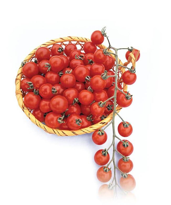 Bulk: Suncherry RB Hybrid Tomato Seeds