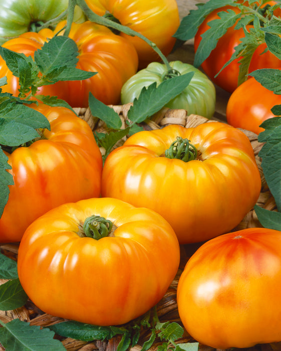 Chef's Choice Bicolor Hybrid Tomato Seeds