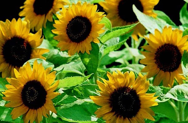 Big Smile Sunflower Seeds